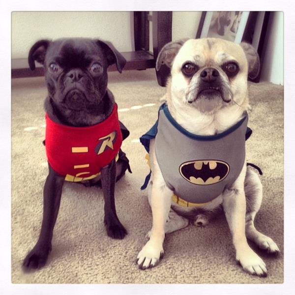 /Images/uploads/PUG NATION RESCUE OF LOS ANGELES/pugnationcalendar/entries/2479thumb.jpg